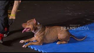 Anjing PITBULL Hewan Penjaga Yang Setia  HITAM PUTIH 010219 Part 1