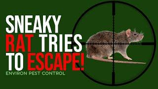 Sneaky Rat Tries to Escape Dog in London Pest Control Chase Rat Control in London by The Experts