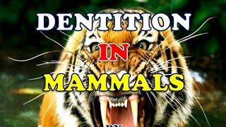 DENTITION IN MAMMALS