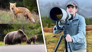 Photographing Bears Badgers Moose & More - Yellowstone & Grand Teton Spring Wildlife Photography