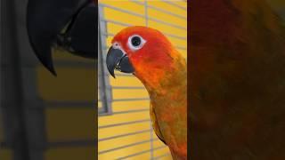 I’ll be training Sun Conure #parrot