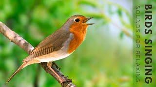 Nature Sounds - Birds Singing Without Music 11 Hour Bird Sounds Relaxation Soothing Nature Sounds