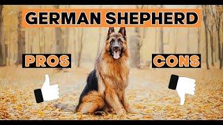 Should You Get A German Shepherd?  10 Pros and Cons