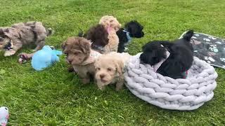 Havanese Puppies Playing at Paradise Kennel