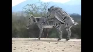 Massive Zebra Semen