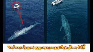 Largest creatures on the earth  Blue Whales  ویدیوی زیبا از بزرگترین موجودات روی زمین وال های آبی