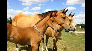 THE AKHAL-TEKE  •  A HORSE OF HISTORY