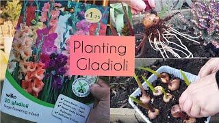 Gladioli Edition Starting Gladioli Indoors for Earlier Blooms & Planting Outdoors - UK 