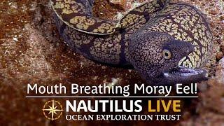 ​​Mouth Breathing Moray Eel  Nautilus Live