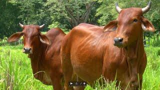 Características Fenotípicas Ganado Cebuino Red Sindi