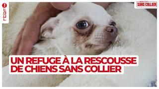 Un refuge à la rescousse de chiens et chats sans collier S03E03