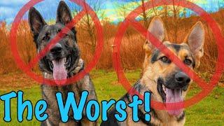 12 Reasons Not to Get a German Shepherd