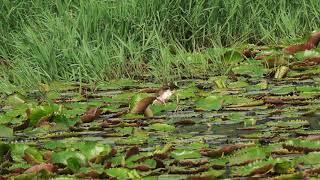 Jacana chicks