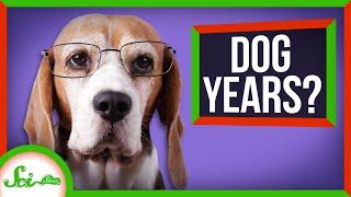 The Truth About Dog Years Your Pupper Is Older Than You Think