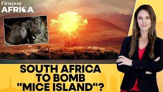 South Africa Mulls Plan to Bomb Marion Island as Mice Eat Albatrosses Alive  Firstpost Africa