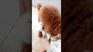 tutorial mengkawinkan anjing  pacak ke 8 Chika dan Jeky