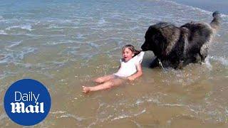 Adorable moment hero dog rescues girl who is playing in the sea