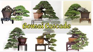 MAHAKARYA BONSAI CASCADEGAYA AIR TERJUN YANG BISA DIJADIKAN INSPIRASI PARA PEBONSAI