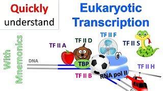 Eukaryotic Transcription