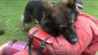 Dog Training Compilation Great Funny Amazing