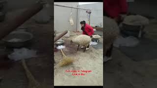 Woman slaughtering sheep