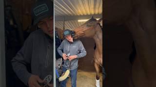 A sweet moment between horse and groom #showgroom #horse #dressage