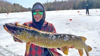 INVASIVE Fish are Taking Over Nonstop Ice Fishing Action