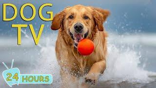 DOG TV The Perfect Video Entertainment to Help Your Dogs Relax When Home Alone  - Music for Dogs