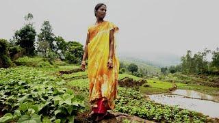 Zero Budget Natural Farming An Agricultural Revolution is Taking Shape in India