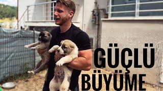 1 ve 2 Aylık KANGAL yavrusu besleme SAĞLAM BÜYÜME İÇİN