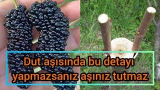 Dut aşısı nasıl yapılırDut aşısı neden tutmaz izleyinizlemeden dut aşı yapmayınız Ziraat Mühendisi