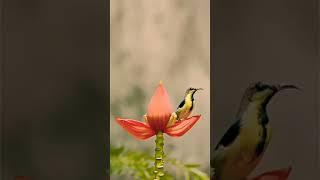 Burung penghisap madu #burung #animals #shorts