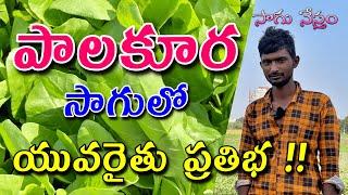 Spinach Cultivation  Palakura Sagu  Palakoora  ఎంతో సులువైన పాలకూర సాగు  ఆకుకూరలు  Sagu Nestham