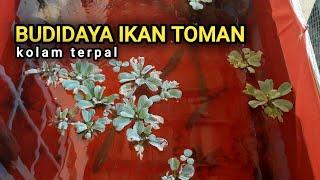 Tips cara mudah budidaya ikan toman dikolam terpal