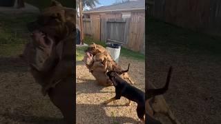 Hyena attacks Pitbull she deserved it??  #nbf #nbfkennel #pitbull #hyena #dog #texas #xlbully