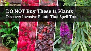 BEWARE DO NOT Buy These 11 Plants at the Garden Center  Invasive Plants That Spell Trouble