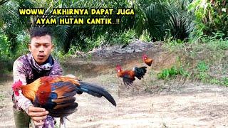 MIKAT AYAM HUTAN SUPER CANTIK KUNING EMAS BERSAMA PIKAT F1 Perdana