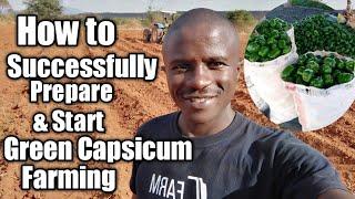 How to prepare for Green CapsicumSweet pepper farming