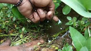 Mancing Belut Ambyar Terbaru