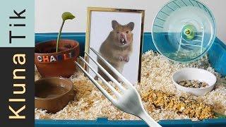 Kluna got a HAMSTER for ANIMAL DAY Kluna Tik Dinner #35  ASMR eating sounds no talk