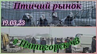Pigeons prices Bird market Pyatigorsk -ch3