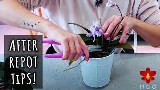 So you just repotted your Orchid.. Now what? - After repot tips