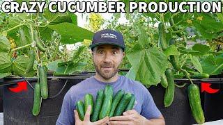 Make Your CUCUMBERS Produce Like Crazy Its SO EASY