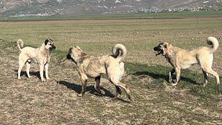 HIRÇO ÇOK FENA GELİYOR. SORUNLAR SIKINTILAR BİR TÜRLÜ YAKAMIZI BIRAKMIYOR.