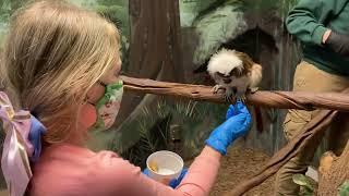 Tamarin and Armadillo Encounter at Oglebay Good Zoo