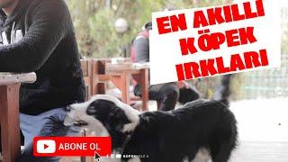 En Akıllı Köpek Irkları