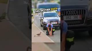 These policemen rescued the ducklings from the drain  #shorts