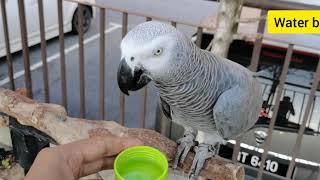 How I Train My Parrot - Congo African Grey Parrot Part 1