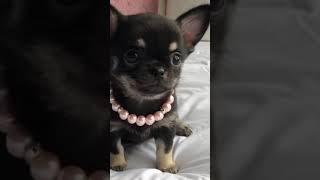 Lovable Tiny Chihuahua Clips #shorts