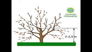 Обрезка старого сада  Как реанимировать старые деревья  Омоложение старого фруктового сада
